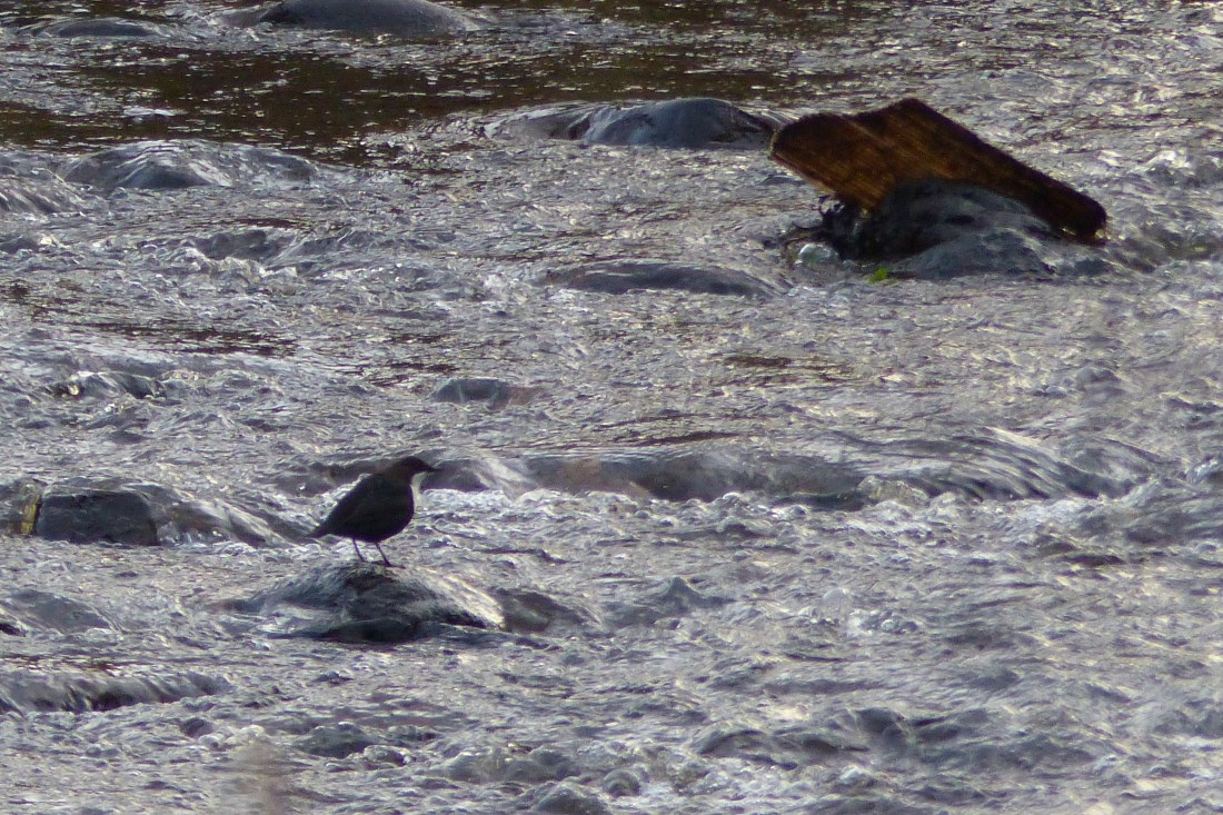 Dipper in Scotland