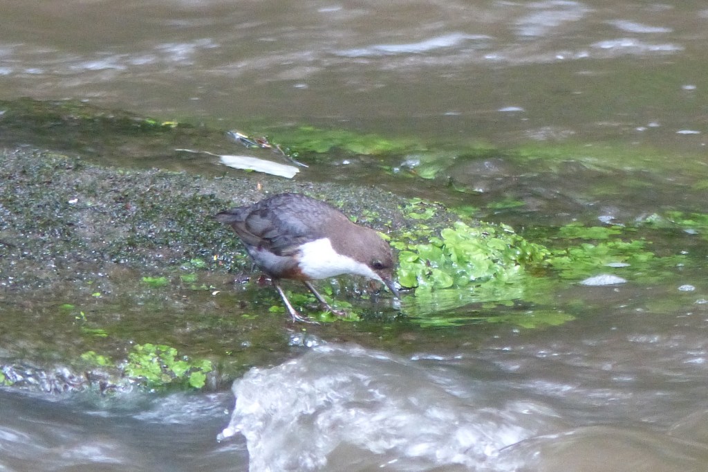 Dipper at Snuff Mills, Bristol