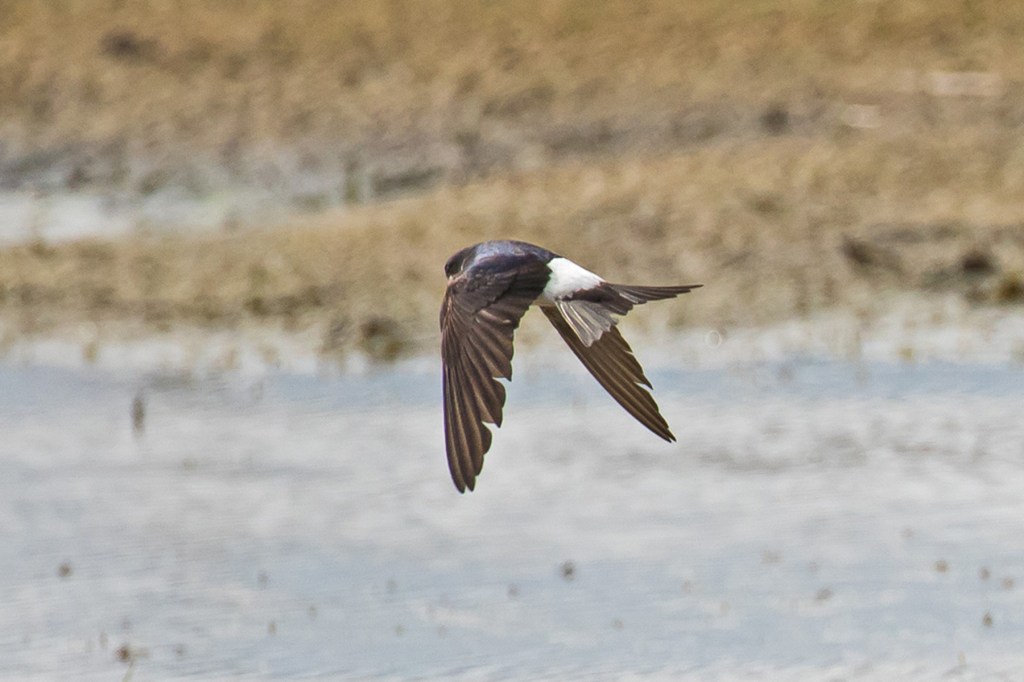 house martin