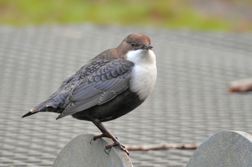 How to identify a dipper