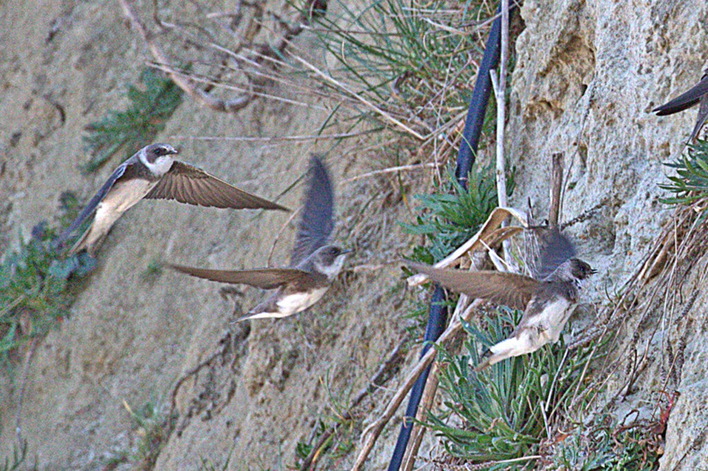 sand martin