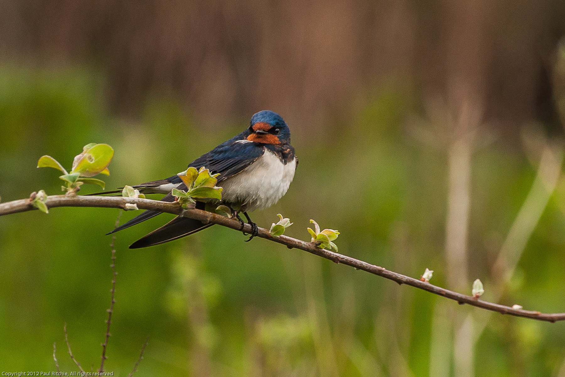 Swallow
