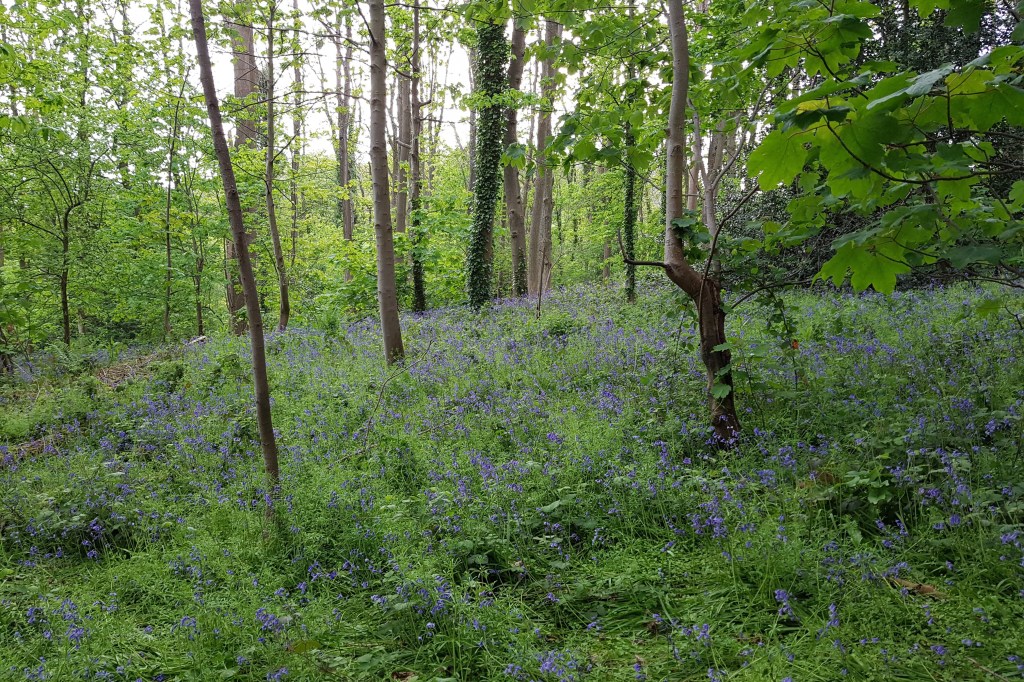 Bluebell wood at Ashton Court