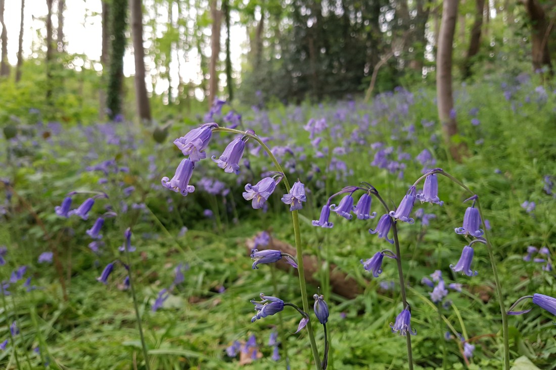 Bluebells at Ashton Court