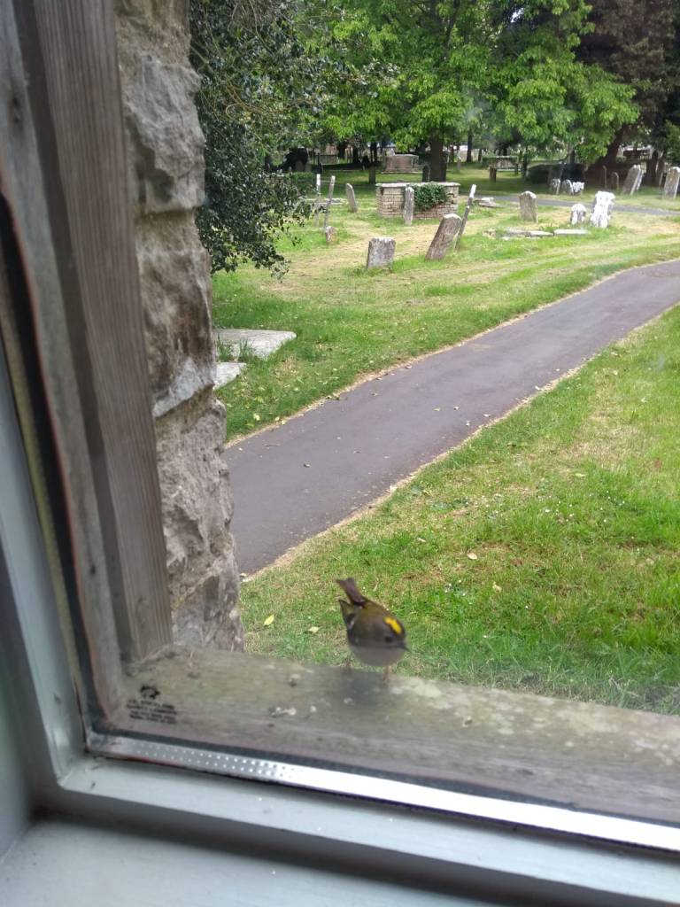 Goldcrest in churchyard