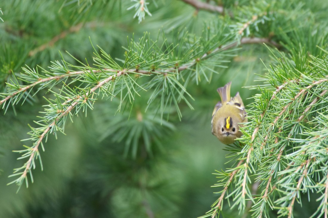 Goldcrest in coniferous woodland