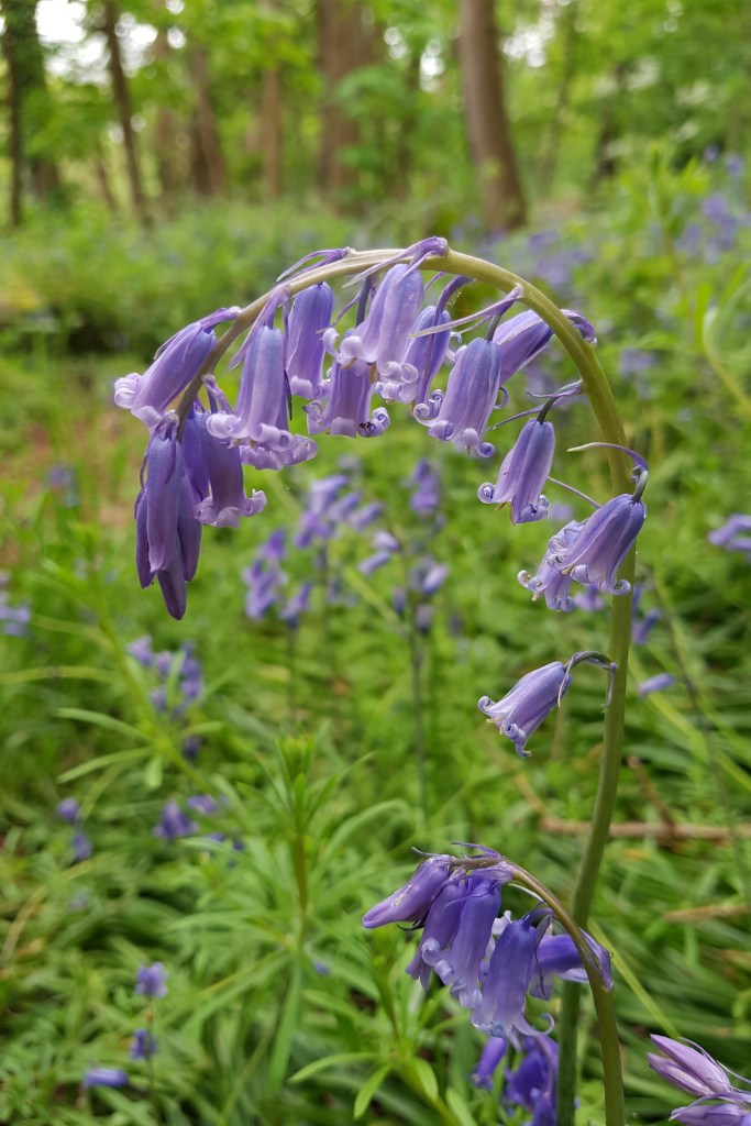 Native UK bluebells