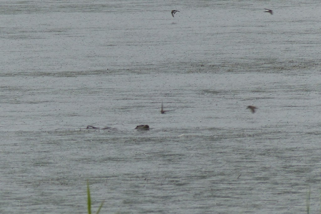 Otter at Leighton Moss