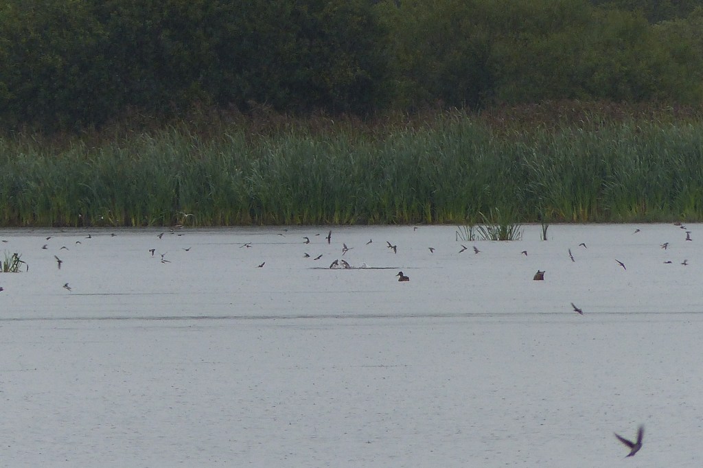 Otters at Leighton Moss
