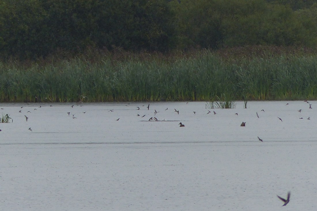 Otters at Leighton Moss