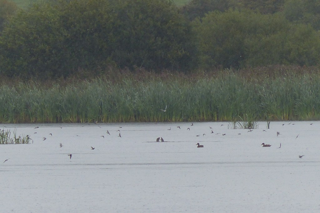 Otters playing at Leighton Moss