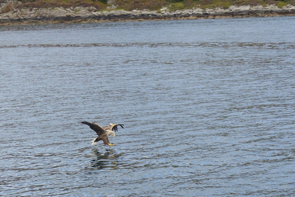 White-tailed eagle fishing