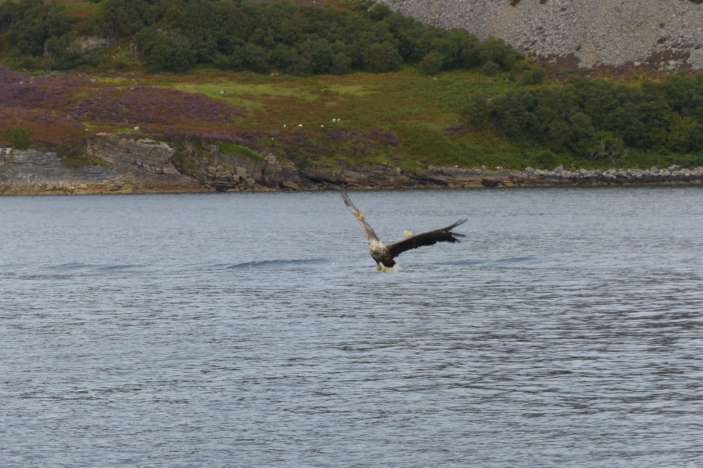 Female white-tailed eagle in flight