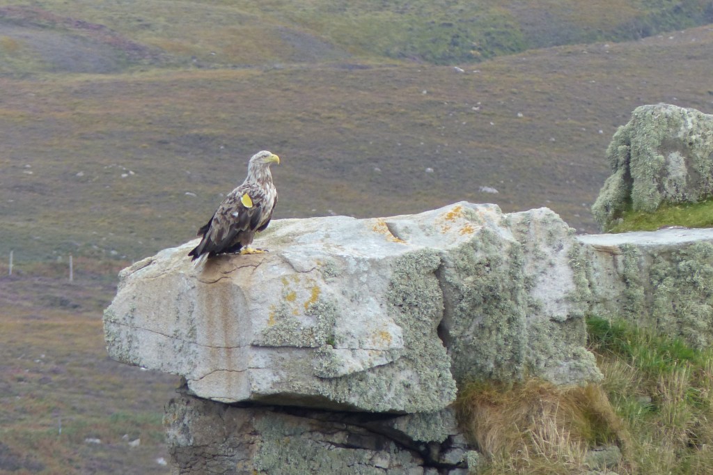 Female white-tailed eagle Portree
