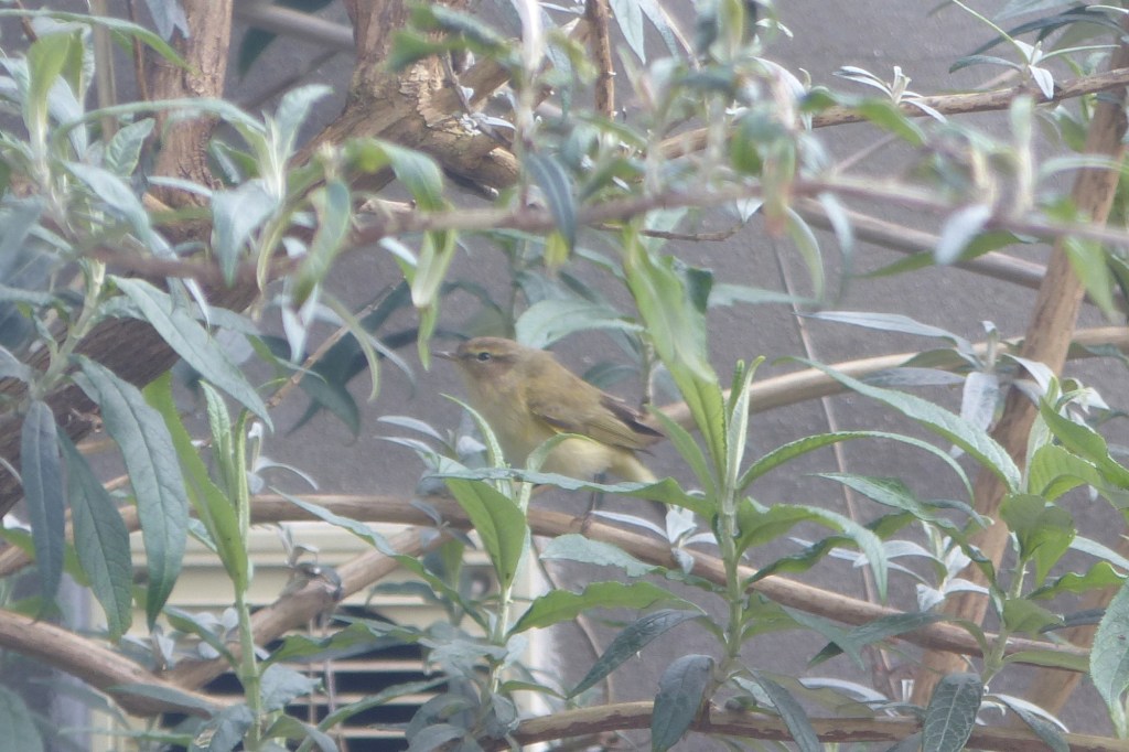 Chiffchaff