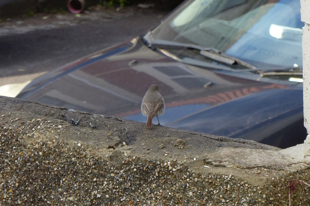 Female black redstart