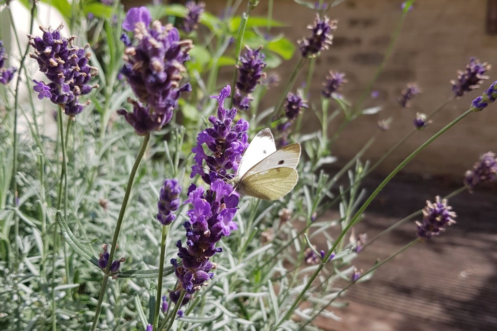 Small white butterfly on lavender